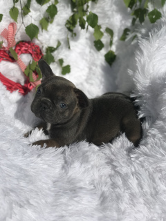 Photos supplémentaires: Chiot bouledogue français