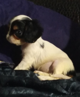 Photo №4. Je vais vendre cavalier king charles spaniel en ville de Saint-Pétersbourg. annonce privée - prix - 557€
