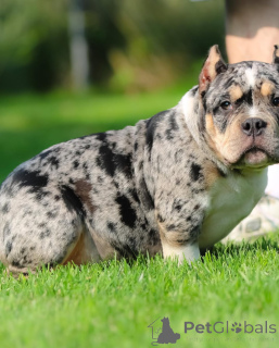 Photo №4. Je vais vendre american bully en ville de Indianapolis. annonce privée - prix - 1063€