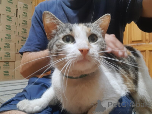 Photo №2 de l'annonce № 138929 de la vente  - acheter à Fédération de Russie 