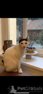 Photo №2 de l'annonce № 92992 de la vente exotic shorthair - acheter à Allemagne annonce privée