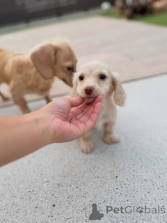 Photo №2 de l'annonce № 163658 de la vente teckel - acheter à L'Autriche éleveur