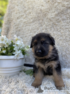 Photos supplémentaires: Chiots de la Vivcharka allemande