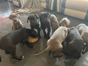 Photo №3. Chiots Dogue Allemand. Suède