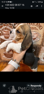 Photo №3. Cette ma 2 douce petite fille est prête à être adoptée et cherche sa nouvelle. Belgique