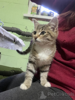 Photo №4. Je vais vendre  en ville de Rivière moscou.  - prix - Gratuit