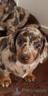 Photo №3. Щенки miniатюрной пятнистой таксы. Belgique