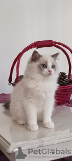 Photos supplémentaires: Chatons Ragdoll à vendre