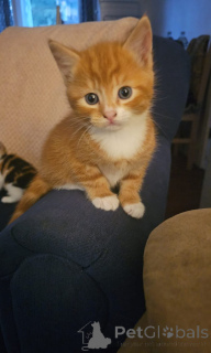 Photo №1. somali - à vendre en ville de Zürich | 175€ | Annonce № 139609