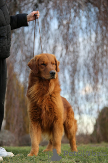 Photo №2 de l'annonce № 93590 de la vente golden retriever - acheter à Pologne annonce privée, éleveur