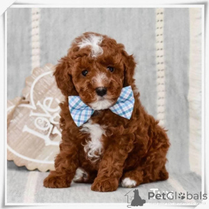 Photo №1. caniche (nain) - à vendre en ville de Dresde | négocié | Annonce №164345