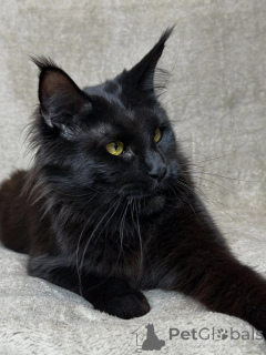 Photo №4. Je vais vendre maine coon en ville de Asch. annonce privée - prix - négocié