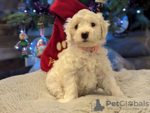 Photo №1. bichon maltais - à vendre en ville de Redding | 331€ | Annonce №83637