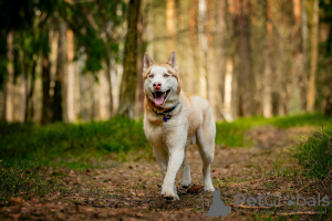 Photos supplémentaires: Le beau husky Hart est entre de bonnes mains