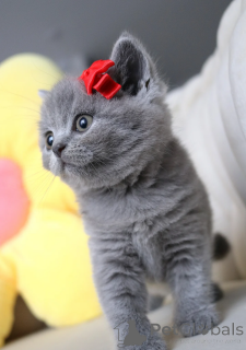 Photo №3. Beaux petits bébés British Shorthair. Allemagne