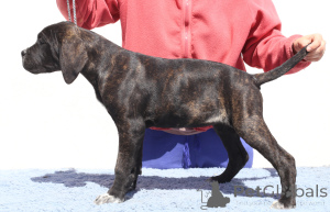 Photo №4. Je vais vendre cane corso en ville de Buzău. éleveur - prix - 1200€