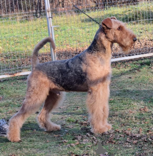 Photo №2 de l'annonce № 123253 de la vente airedale terrier - acheter à Pologne éleveur