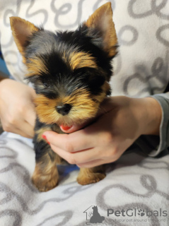 Photo №3. Chiots yorkshire terrier à vendre. Serbie