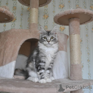 Photo №4. Je vais vendre maine coon en ville de Дортмунд. annonce privée - prix - 900€