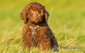 Photo №1. labradoodle - à vendre en ville de Berlin | 260€ | Annonce №101237