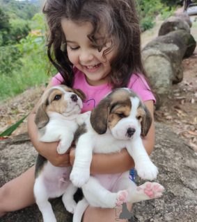 Photo №1. beagle - à vendre en ville de Berlin | 494€ | Annonce №168023