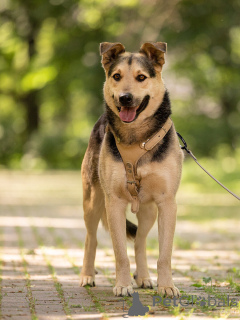 Photo №1. chien bâtard - à vendre en ville de Rivière moscou | Gratuit | Annonce №154141