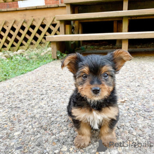 Photo №3. Bonjour à tous contactez WhatsApp Business 447450021323. Allemagne