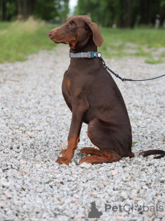 Photo №1. dobermann - à vendre en ville de Dresde | négocié | Annonce №151348