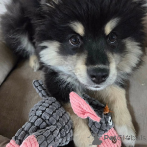 Photo №2 de l'annonce № 169111 de la vente chien finnois de laponie - acheter à La finlande annonce privée