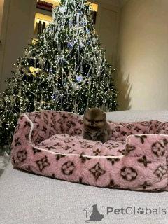 Photo №3. Toilet trained pomeranian. Espagne