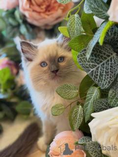 Photo №2 de l'annonce № 157136 de la vente ragdoll - acheter à Pays Bas éleveur