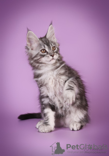 Photo №4. Je vais vendre maine coon en ville de Riga. éleveur - prix - 1100€