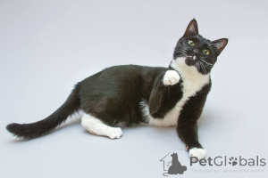 Photo №2 de l'annonce № 161902 de la vente  - acheter à Fédération de Russie de l'abri