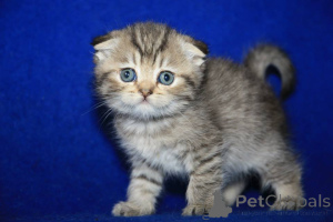 Photo №4. Je vais vendre scottish fold en ville de Франкфурт-на-Майне. annonce privée, éleveur - prix - négocié