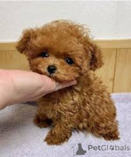 Photo №1. caniche (jouet) - à vendre en ville de Lincoln District | négocié | Annonce №136205