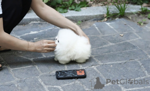Photo №3. Chiots de Poméranie en bonne santé à vendre vaccinés et vérifiés par le. République Tchèque