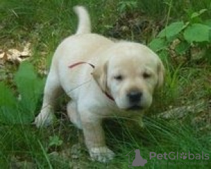 Photo №1. labrador retriever - à vendre en ville de Tiraspol | négocié | Annonce №124386