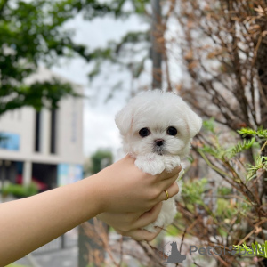 Photo №1.  - à vendre en ville de Village de Drake | Gratuit | Annonce №162887