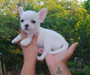 Photo №1. chihuahua - à vendre en ville de Bratislava | négocié | Annonce №157894