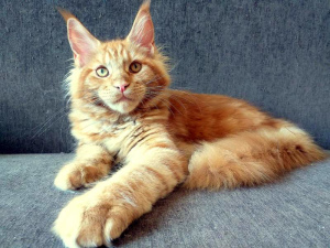 Photo №3. Maine Coon chaton de la chatterie. Fédération de Russie