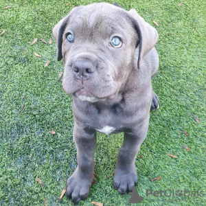 Photo №1. cane corso - à vendre en ville de Munich | Gratuit | Annonce №111324