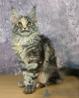 Photo №2 de l'annonce № 9689 de la vente maine coon - acheter à Fédération de Russie de la fourrière