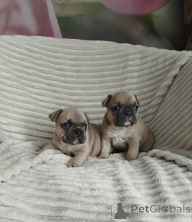 Photo №1. bouledogue - à vendre en ville de Minsk | 938€ | Annonce №159472