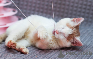 Photos supplémentaires: Point chaton spécial