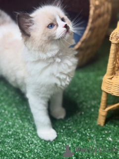 Photo №2 de l'annonce № 157132 de la vente ragdoll - acheter à Suède éleveur