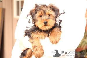 Photo №4. Je vais vendre yorkshire terrier en ville de Jena.  - prix - 650€