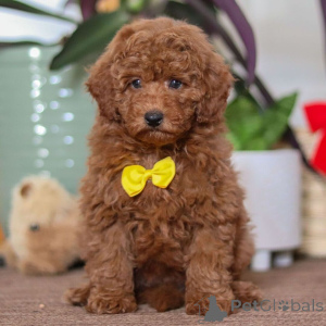 Photo №4. Je vais vendre pinscher miniature en ville de Leeds. annonce privée - prix - 500€