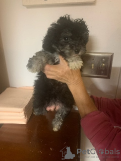 Photo №2 de l'annonce № 133045 de la vente  - acheter à Allemagne annonce privée