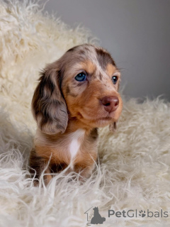 Photo №1. teckel - à vendre en ville de Alavus | 500€ | Annonce №164272