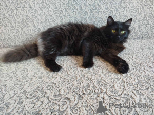 Photo №4. Je vais vendre  en ville de Minsk.  - prix - Gratuit